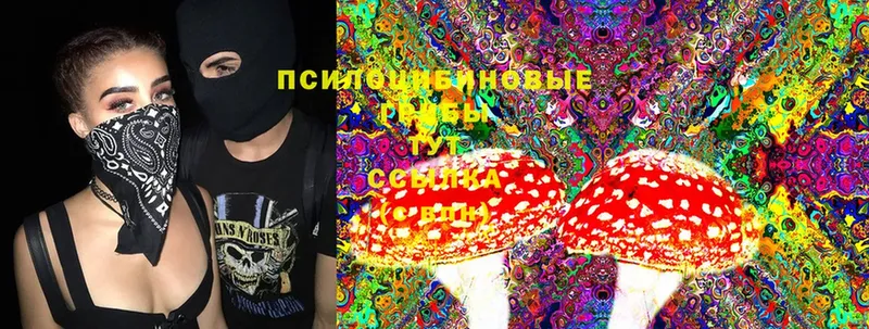 магазин    Дальнегорск  Псилоцибиновые грибы Psilocybine cubensis 